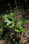 Kidneyleaf rosinweed